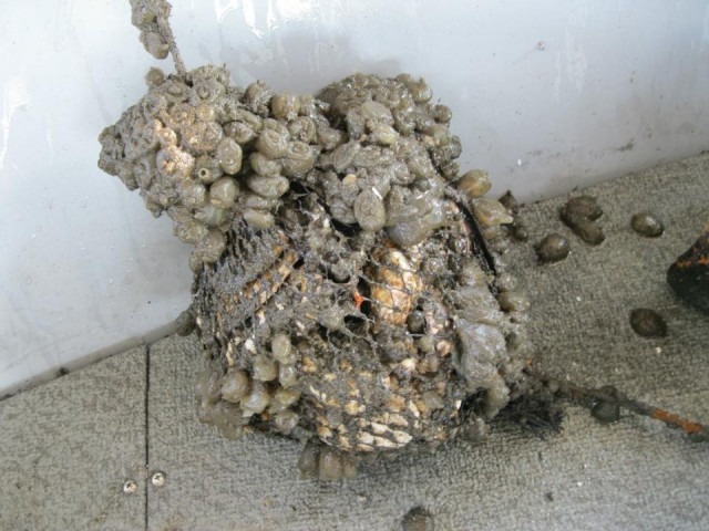 We put out bags filled with oyster shell at LaGuardia airport to see if they would attract any oyster spat, which are settling oyster larvae. The only thing that it attracted was a bunch of tunicates, also called sea grapes (for their similarity in appearance but not taste to grapes) and sea squirts (for their ability to squirt water up to 2 feet).