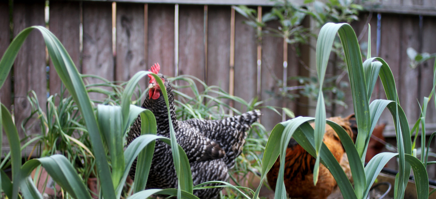 Chickens in the yard at the Kalmus residence in Altadena, CA. 