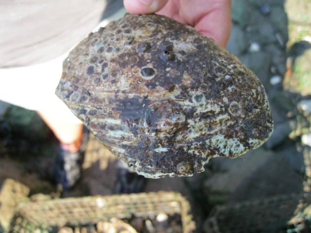 Oyster spat! An oyster spat is a recently settled oyster. We haven't found very many on the oyster reef. (9/3/2011)