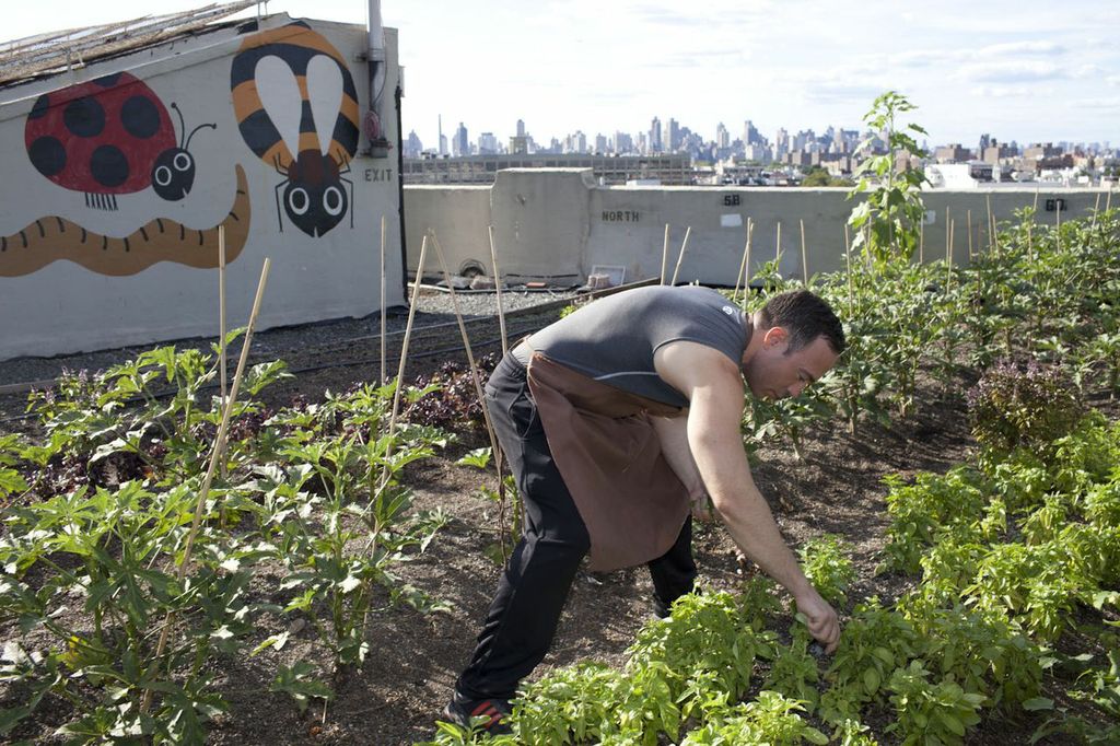 Coffee-bar owner visits rooftop farm for some fresh herbs. (Photo: Jessica Bruah)
