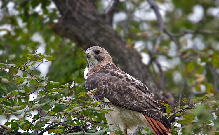 Red-Tailed Hawk (Pale Male)