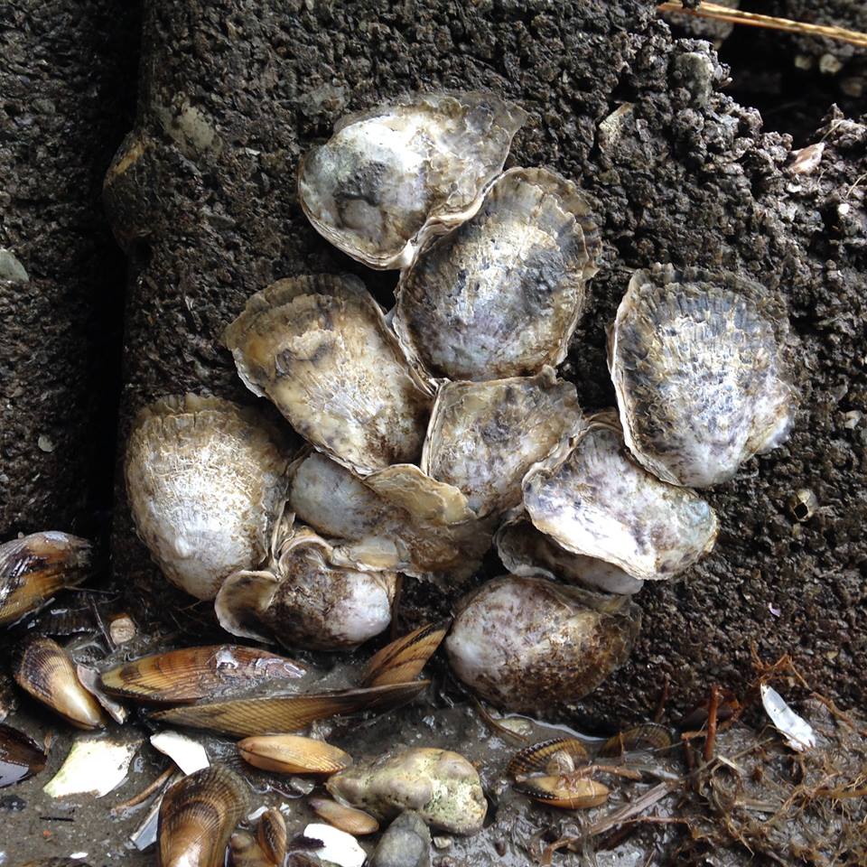 During oyster monitoring at Gandy's Beach Preserve, USFWS and project partners were surprised to find so many naturally recruited oysters at one of their potential restoration sites. 