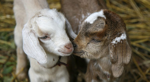 AWWWWW II (http://gifts.rescue.org/files/product_2babygoats.jpg)
